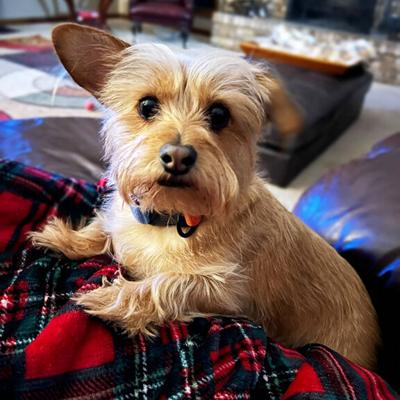 Randy Elfrink and Melinda Young of Barnhart submitted a photo of their dog for this week's Pet Spot.