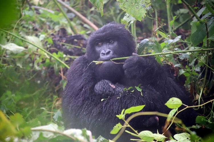 Baby gorilla born to 12-year-old mother in Virunga National Park