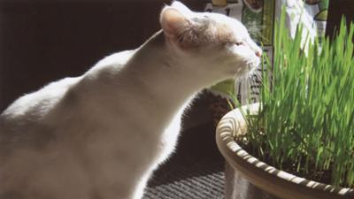 Louise Boyer of Festus said her cat, Charley, is her "laid-back" buddy.