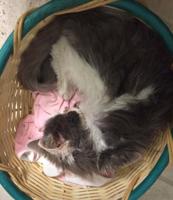 Pet spot: Katie the cat had long, happy life