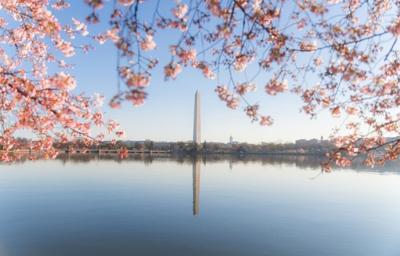 Cherry blossoms in Washington D.C.
