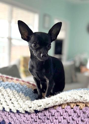 Pet Spot: One Chihuahua fondly remembered, other livens up household