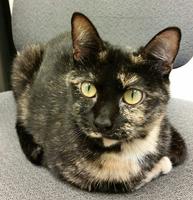 CiCi, a laid-back cat, is seeking a home