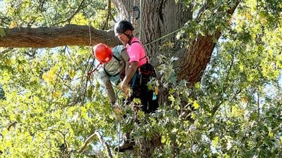 EJ Turner of House Springs carefully brings down a dummy during the tree climbing competition, simulating an arborist having a medical emergency while at work.
