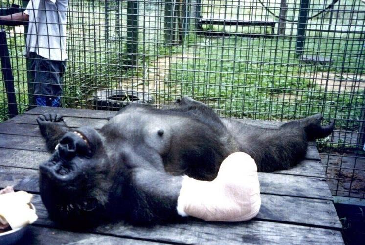 One armed gorilla twice rescued from snares becomes mum in 30s