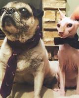 Pet spot: Chopper and Bennie were good sports