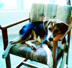 Bobbie Hatchell's foxhound mix, Zoey
