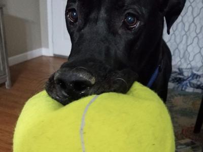 Carolyn Mosley of Hillsboro says her Great Dane, Bruno, is a sweet, playful dog.