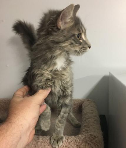 Affectionate kitten, Teddy, up for adoption at Festus Animal Control