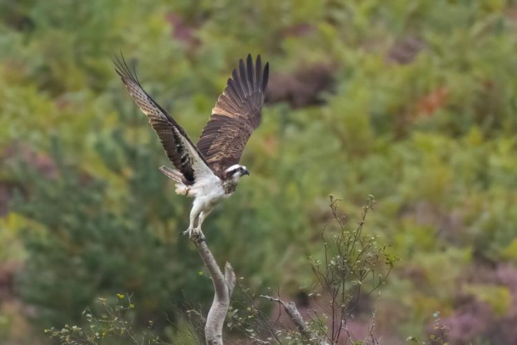 Ospreys recovering thanks to “pioneering pairs” who nest away from main population
