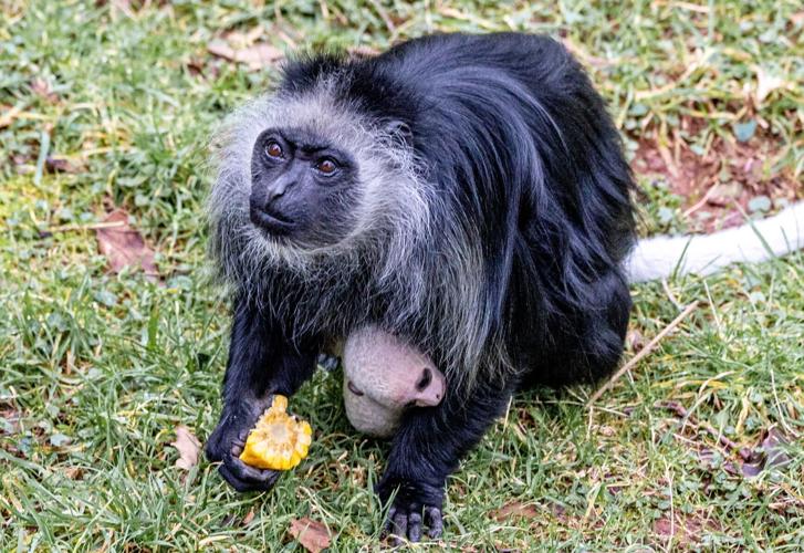 Rare and endangered white monkey has been born at a zoo