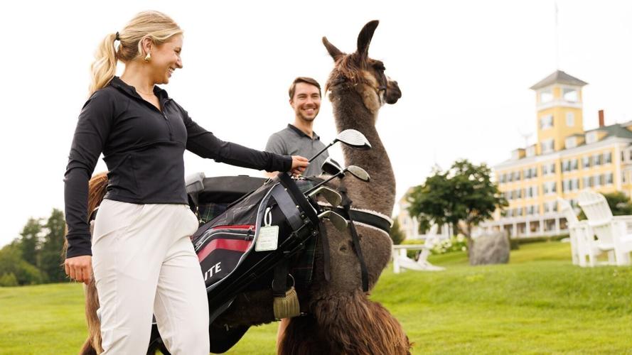 llama caddie.jpg