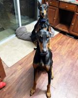 Pet spot: Inserra’s Dobermans belie breed’s reputation