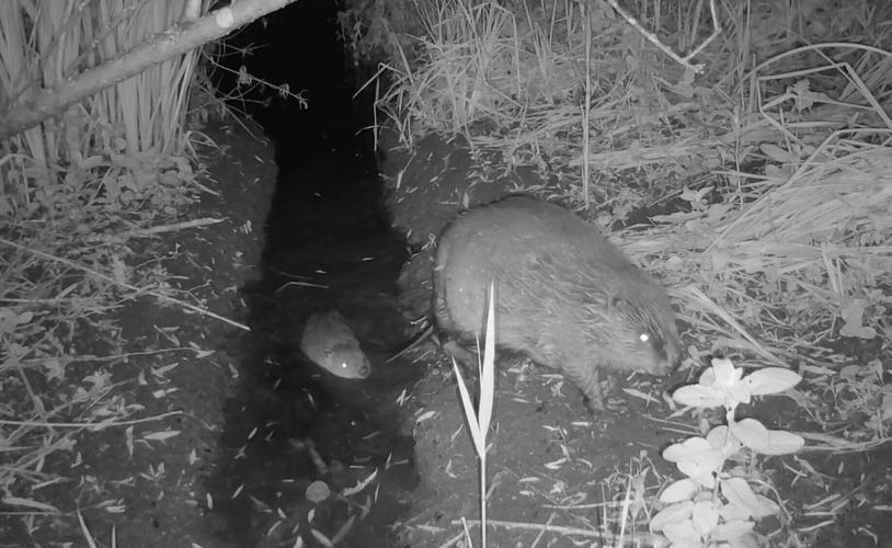 Beaver kits born in Norfolk for the first time in 500 years