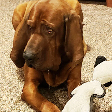 Lori Beel's dog, Thurston Howl