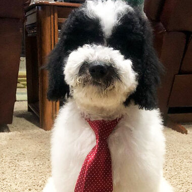 Beth McCormick's dog, Rambo