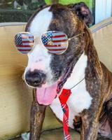 Pet spot: Clark Kent Griswold enjoys when owners dress him