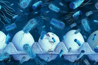 Will salmonellosis turn your eggs sunny-side up into a biohazard?