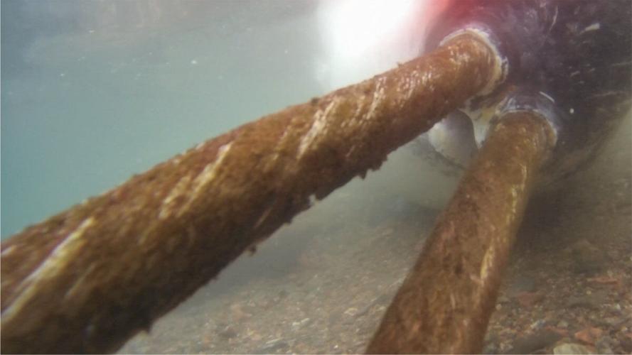 Narwhals caught on camera colliding with deep ocean monitors