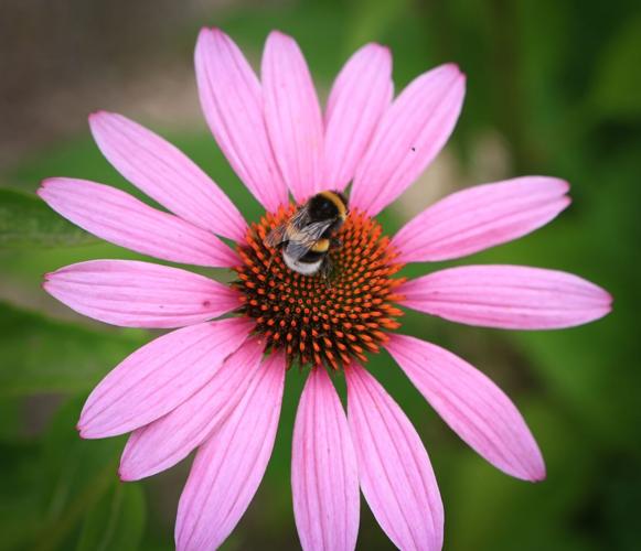 bumblebees-have–1455565