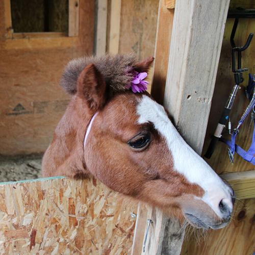 Ginger the mini horse