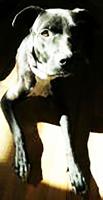 Pet spot – Pepper, a 2-year-old mix, up for adoption through Camp Chaos Puppy Rescue