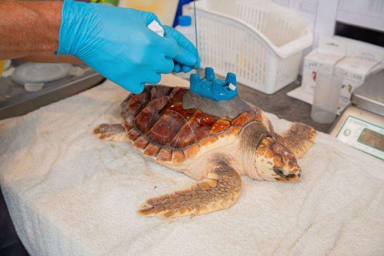 Three vulnerable turtles have been successfully released back into the wild off the Azores