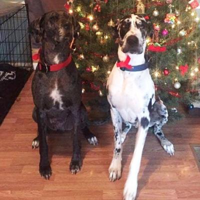 Baili Dezso of Festus sent in this photo from the 2021 Christmas season of Elsa, left, and Onyx waiting for treats.