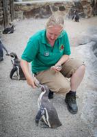 Penguins at Cornish wildlife park enjoy sardines caught by local fishermen