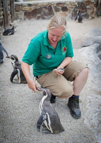 Penguins at Cornish wildlife park enjoy sardines caught by local fishermen