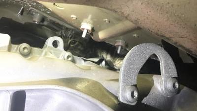 Hillsboro firefighters rescued this cat after it was found on a transmission in a firetruck.