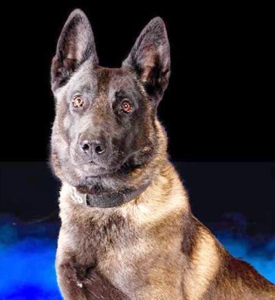 Arnold Police K-9 Officer Vader dies