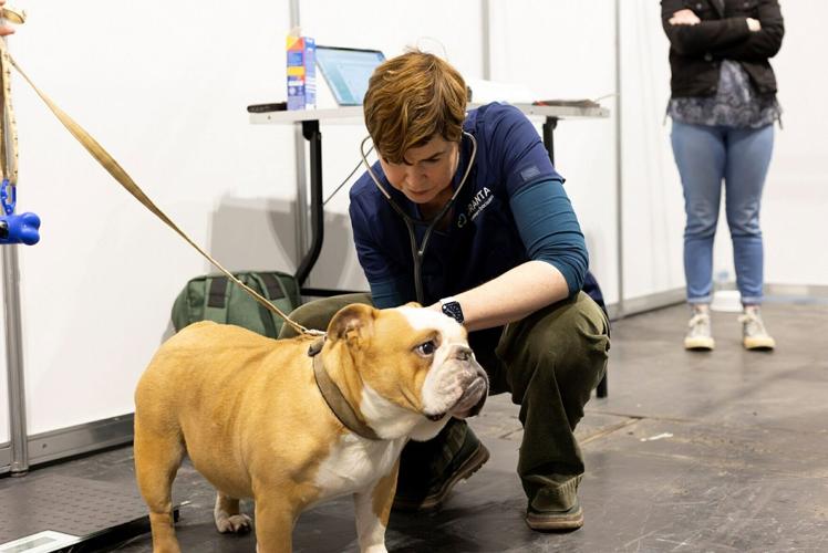 More selective breeding may protect bulldogs from deadly breathing condition