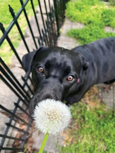 Pet Spot: Stella caught in typical inquisitive moment