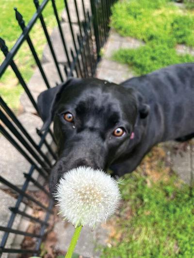 Pet Spot: Stella caught in typical inquisitive moment