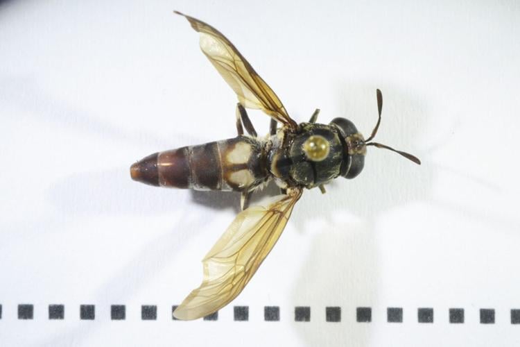 Early Europeans ate beetles and other creepy crawlies, reveals study