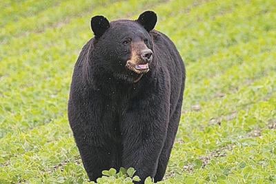 The County Line Mdc S Proposed Hunting Season For Bears Is Bad Idea Sports Myleaderpaper Com