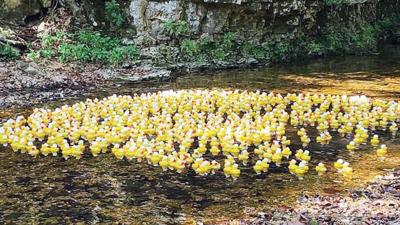 Arnold Rotary Club’s annual duck race