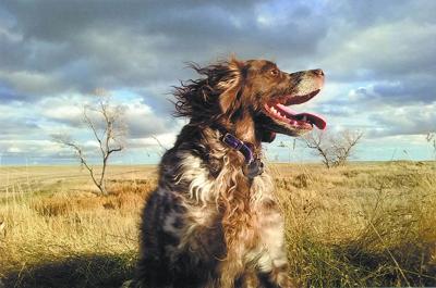 Sneak peek -- Casey the Brittany spaniel