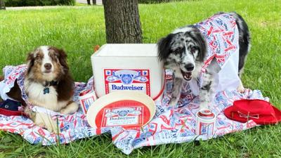 Kayla Schanz of Festus sent in this photo of her family's dogs, Cledus, left, and Bandit, decorated for an Anheuser-Busch contest.