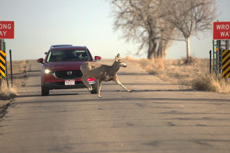 Wild animals are changing their behaviour – after watching humans, reveals study