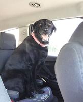 Lexy, a black Lab, was couple’s ‘first baby’