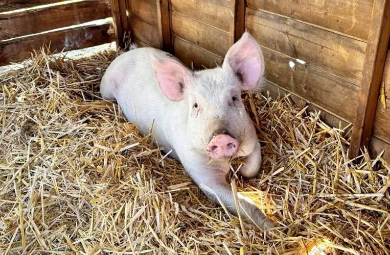 Piglet saved from the chop becomes a real-life Babe