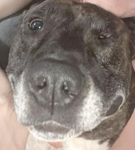 Pet Spot: Cujo provides emotional support to owner