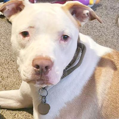 Pet Spot: Duke often visits Jefferson County