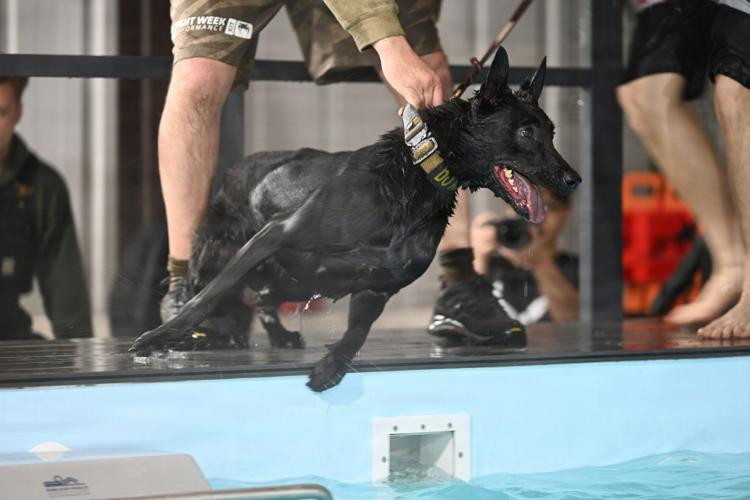 RAFM MWDs perform first water-confidence training in tri-base, UK