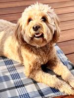 Pet spot: Winnie loves people, other pets