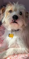 Pet Spot: Autumn described as big talker