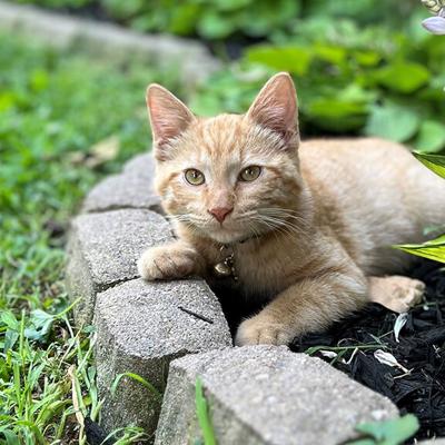 Pet Spot: George is a playful kitty