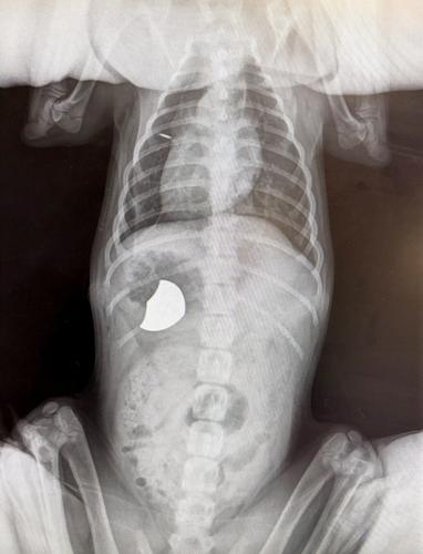 Puppy undergoes emergency life-saving surgery after eating school badge